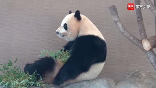 胖嘟嘟的熊猫桃浜坐在地上发呆，将慵懒进行到底，好萌好乖