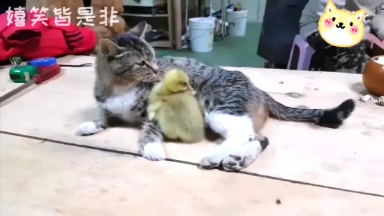 猫妈妈痛失孩子，把鸭子当孩子拉扯大，鸭宝宝不容入鸭群却追猫妈