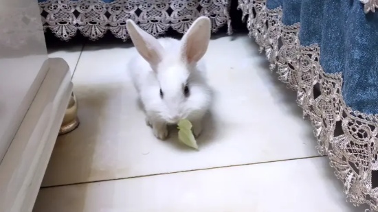 兔子从厨房偷了片菜叶