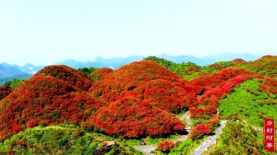 贵州的大山里，万亩杜鹃花正在盛开，红红的山坡真是漂亮