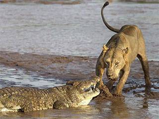 画面惊悚！狮群与鳄鱼为争夺食物展开激战