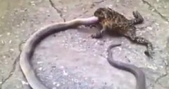 巨大蟾蜍“逆袭”欲吞食1米长蛇