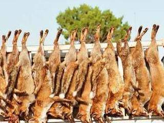 大量狐狸被猎杀，相关部门不但没查处反而高金悬赏!