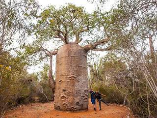 非洲人发现罕见“万能树”，当地人吃住竟全靠它！