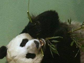 熊猫会假装怀孕，骗取更好的待遇，自然界的骗子知道吗